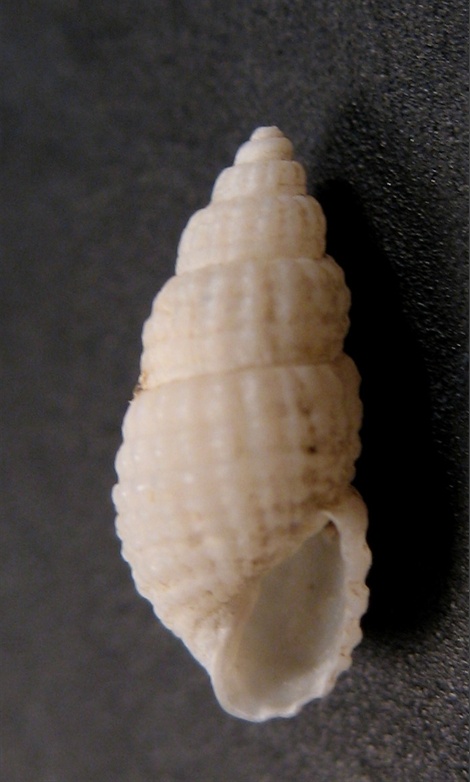 Famiglia Pyramidellidae